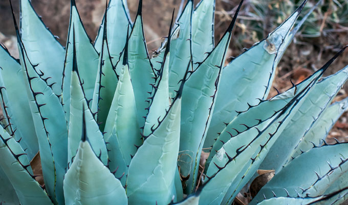 Blue agave which forms the base ingredient for Tequila