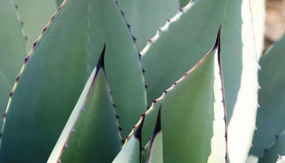 Blue agave which forms the base ingredient for Tequila